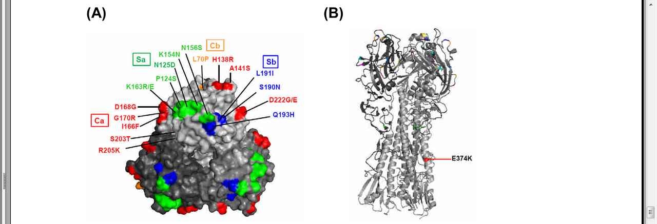 Location of changed amino acid residues od HA1 (A) and HA2 (B) of pH1N1 virus in Taiwan