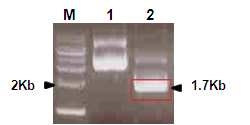 Confirmation of inserted HA gene of A/Chungbuk/4448/2008. in pCR2.1Topo vector