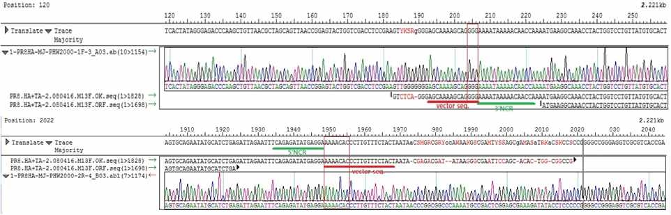 Confirmation of TA clone inserted HA of A/Puerto Rico/8/ 1934(H1N1