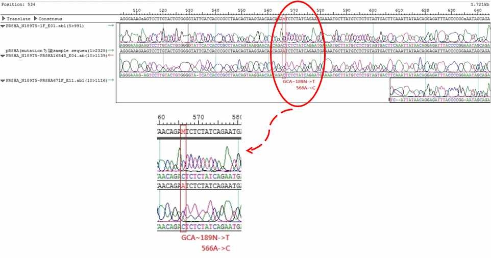 Confirmation of sequence of inserted HA mutant gene for A/Puerto Rico/8/1934(H1N1) in pHW-PR-HA-N189T mutant clone