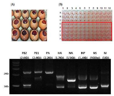 Confirmation of 8 genes of HA mutated recombinant virus, usingghe 7 genes backbone of A/Puerto Rico/8/1934(H1N1).