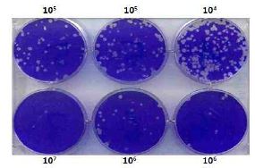 Titration of plaque form unit (PFU) for RG-PR8-NA-275Y-HA-S141N in MDCK cell by plaque assay