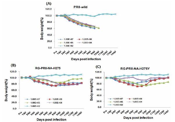 Effect of body weight on the inoculated mice with wild type virus and RG-NA mutation recombinants