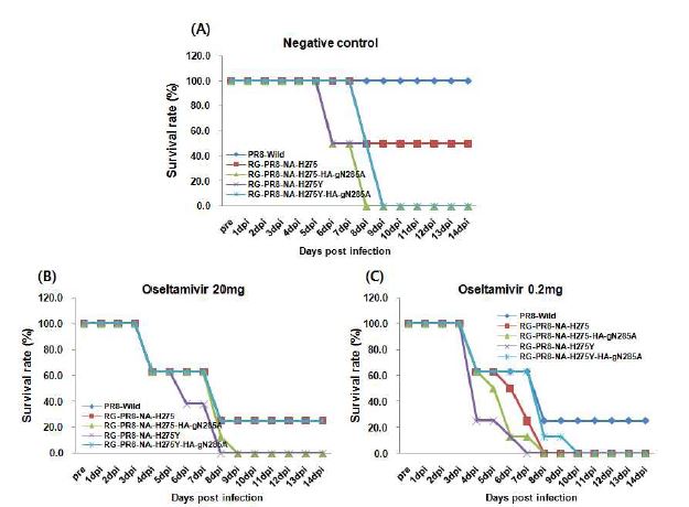 Effect of oseltamivir treatment on survival rate in the inoculated mice with recombinants to determine concentration of oseltamivir