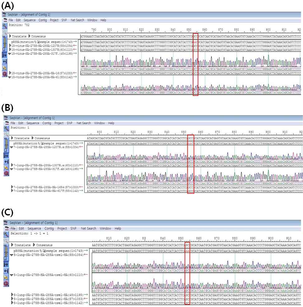 Analysis of HA sequence of recombinant RG-PR8-NA -H275Y-HA-N285A before and after injection into mice