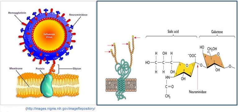 Antiviral for infleunza virus