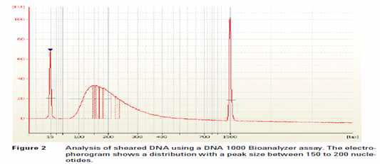 Bioanalyzer을 이용한 shear된 DNA pattern 확인