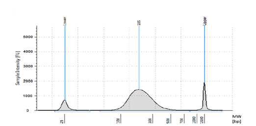 2100 Bioanalyzer을 이용한 shear된 DNA pattern 확인.