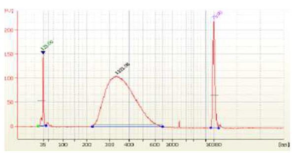 Bioanalyzer을 이용한 amplified library DNA pattern 확인