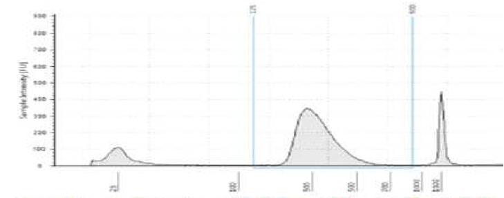 2100 Bioanalyzer을 이용한 amplified library DNA pattern 확인