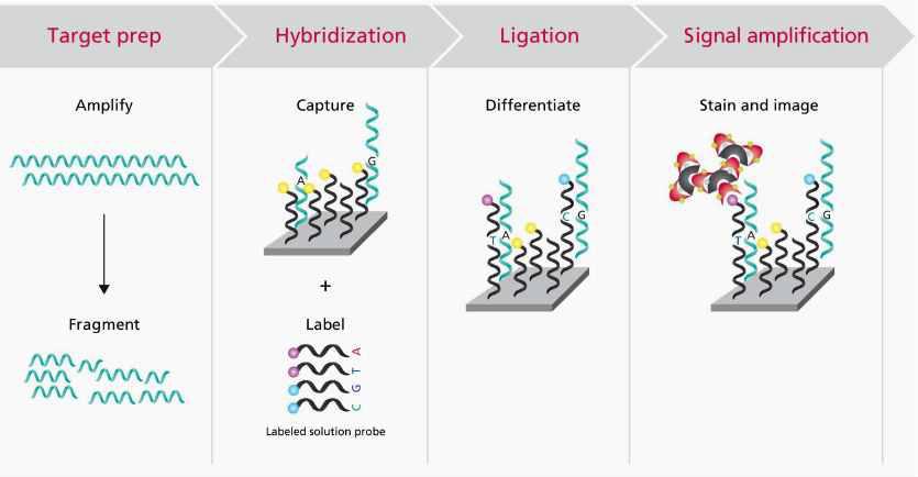 Exon chip genotyping 과정