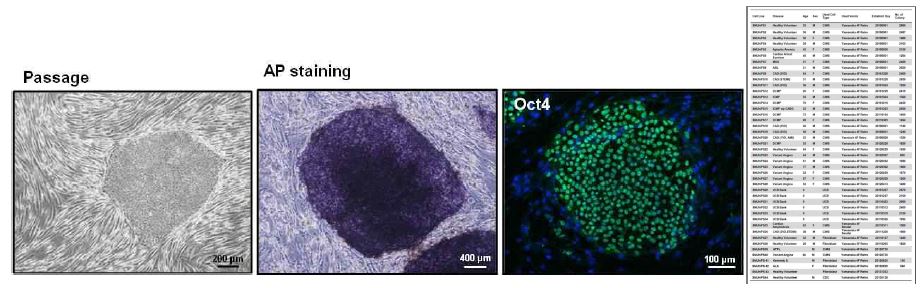 그림 6> 인간 말초혈액내 존재하는 성체줄기세포를 가지고 제작한 만능유도줄기세포와 그 리스트