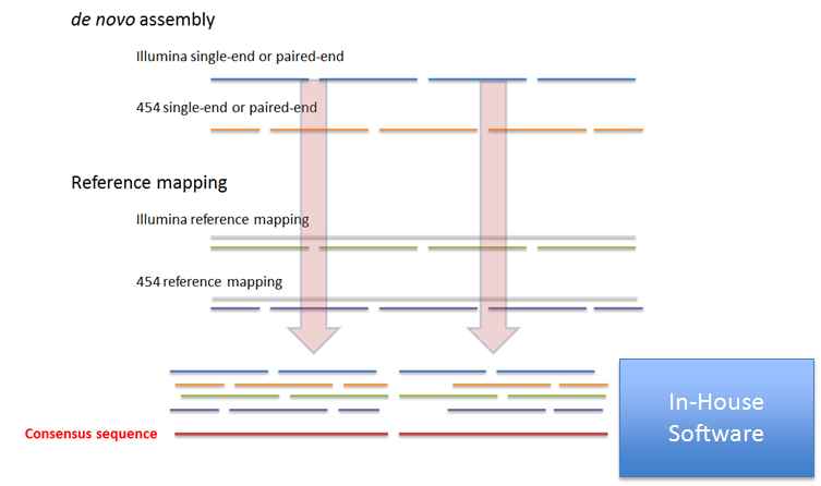 그림 8. Illumina와 454 pyrosequencer에서 얻은 sequence들을 hybrid assemble을 하는 모식도