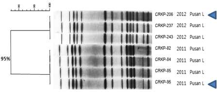 그림 15. IMP-1 producing K. pneumoniae PFGE 양상