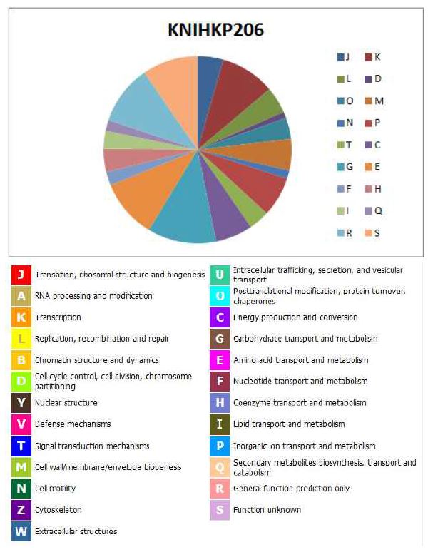 그림 19. K. pneumoniae KNIHKP206의 COG distribution의 그림