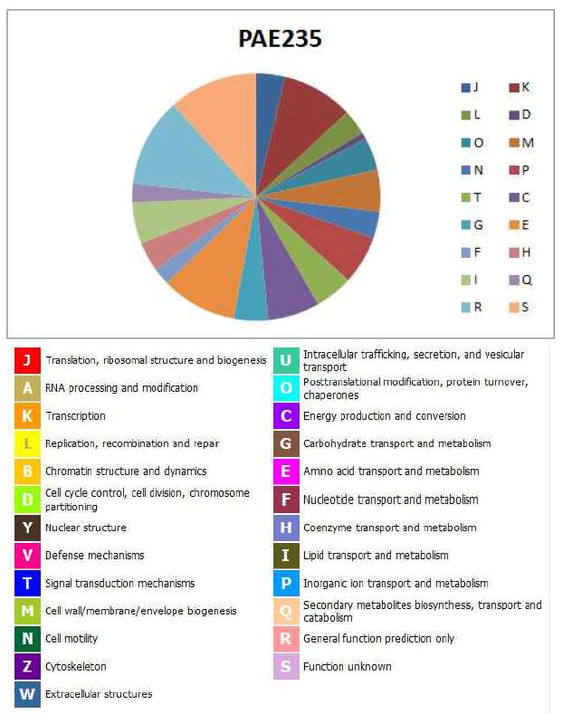 그림 28. Pseudomonas aeruginosa PAE4235의 COG distribution의 그림