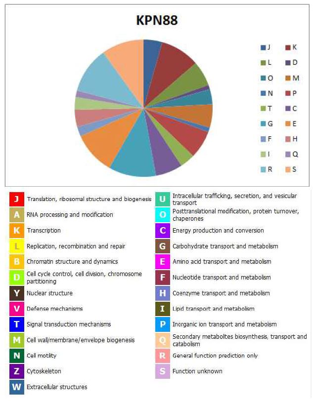 그림 31. K. pneumoniae KPN88의 COG distribution의 그림