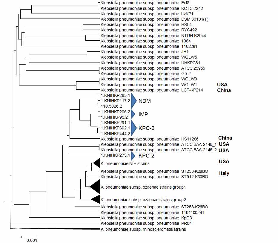 그림 33. Klebsiella pneumoniae 유사 8균주의 genome tree의 결과.