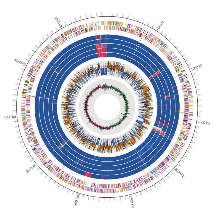 그림 36. Klebsiella pneumoniae KNIHKP117 균주의 circos map.