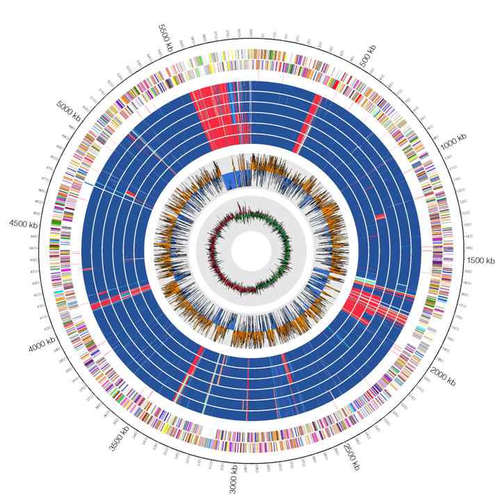 그림 38. Klebsiella pneumoniae KNIHKP273 균주의 circos map