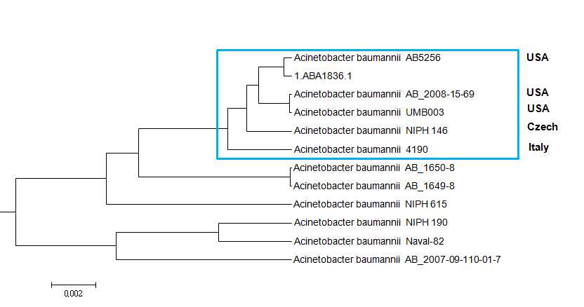 그림 40. Acinetobacter baumannii ABA1836 균주의 genome tree의 결과