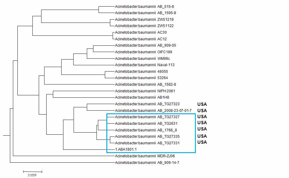 그림 43. Acinetobacter baumannii ABA1801 균주의 genome tree의 결과.