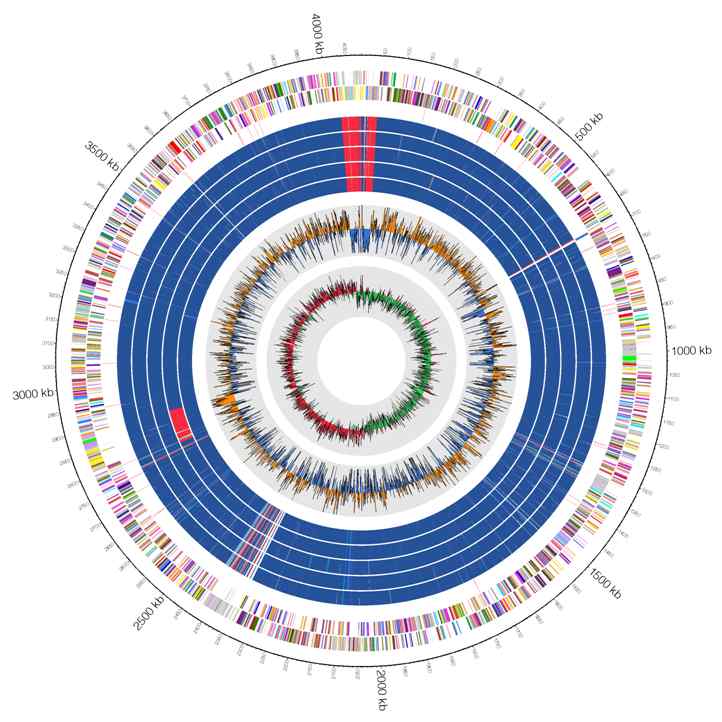 그림 44. Acinetobacter baumannii ABA1801 균주의 circos map