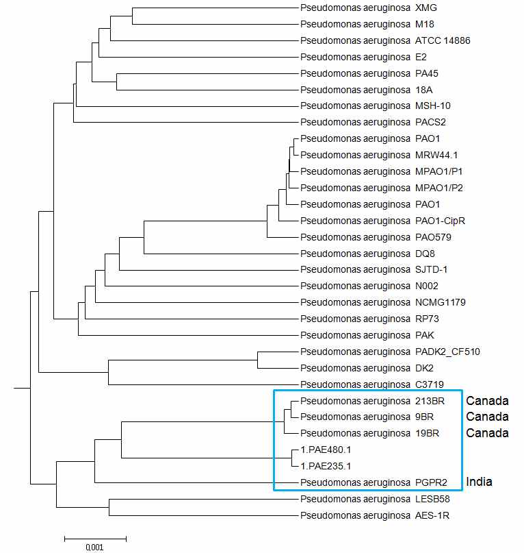 그림 46. Pseudomonas aeruginosa PAE480, PAE235 균주의 genome tree의 결과.