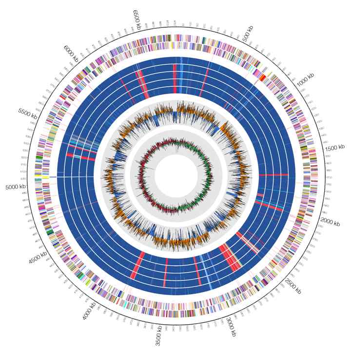 그림 47. Pseudomonas aeruginosa PAE480, PAE235 균주들의 circos map 결과