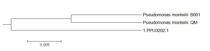 그림 49. Pseudomonas monteilii PPU3202 균주의 genome tree의 결과