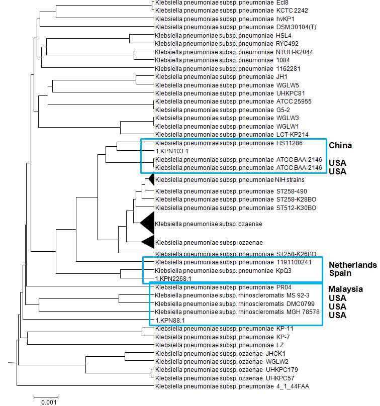 그림 52. Klebsiella pneumoniae KPN103, KPN2268, KPN88 균주들의 genome tree의 결과.