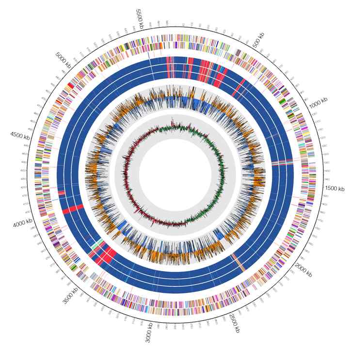 그림 53. Klebsiella pneumoniae KPN103 균주의 circos map 결과