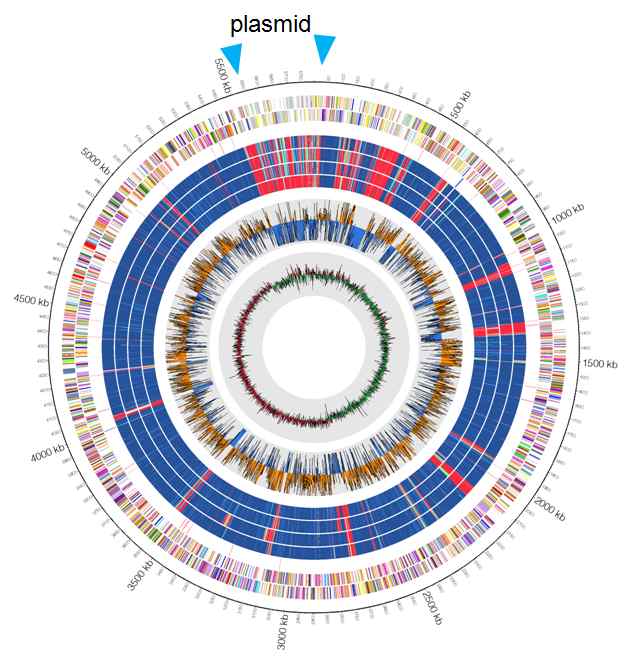 그림 55. Klebsiella pneumoniae KPN88 균주의 circos map 결과