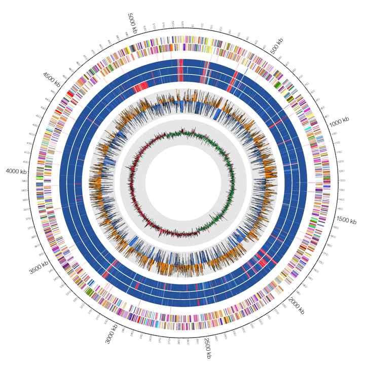 그림 57. Klebsiella pneumoniae KPN2268 균주의 circos map 결과