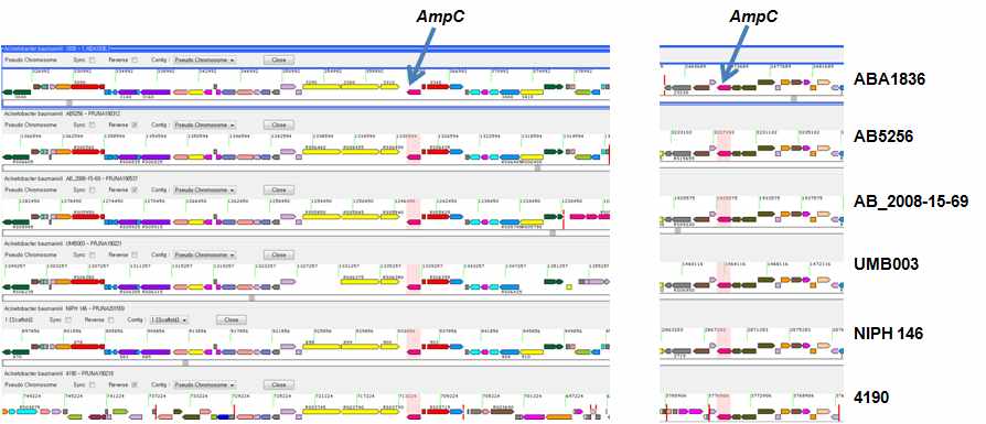 그림 64. AmpC 유전자 주변 구조 비교 결과