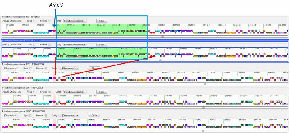 그림 67. AmpC 주변 구조 비교 그림