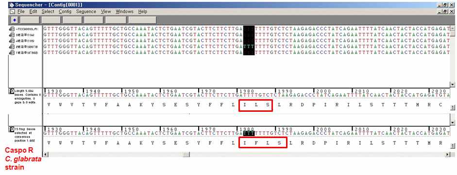 Figure 6. Result of FKS2 gene sequencing of a echinocandin-resistant blood isolates of C. glabrata