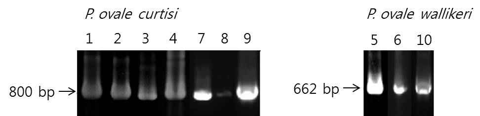 그림 3. Results of PCR amplification of ovale (P. ovale curtisi, P. ovale wallikeri ) parasites from Chinese patients blood samples