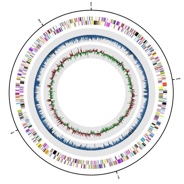 Moraxella nonliquefaciens의 pseudo-chromosome map