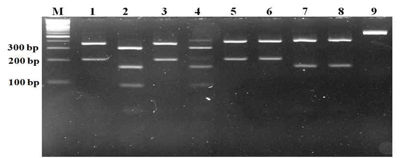 증폭된 표준주 및 국내분리주 보렐리아 FlaB 유전자의 HpyF3I 제한효소 patterns