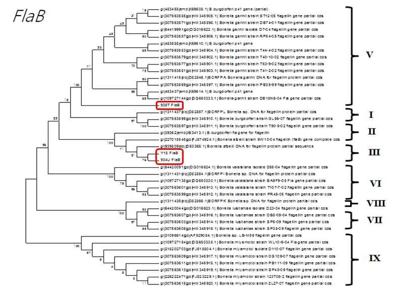 표준주와 국내 분리주의 FlaB 유전자 계통학적 분석