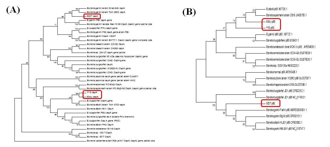 국내 분리주의 (A) OpsA와 (B) p66 유전자 계통학적 분석