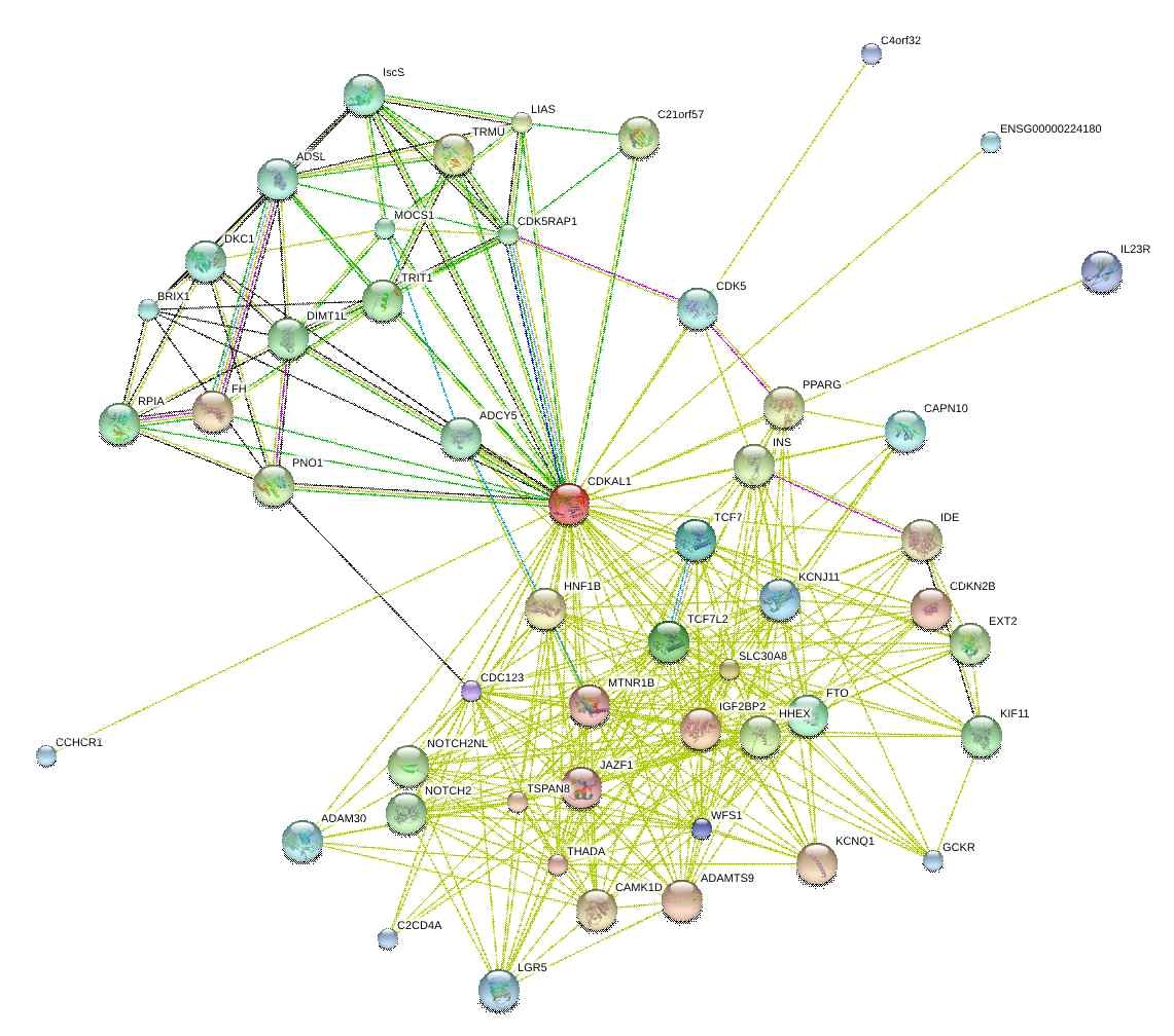그림 65. CDKAL1 유전자를 기준으로 당뇨병 및 대사관련 형질 (비만, 지질 등)에 영향과 관련 있는 유전자들과의 복합 상호작용 네트워크 분석결과