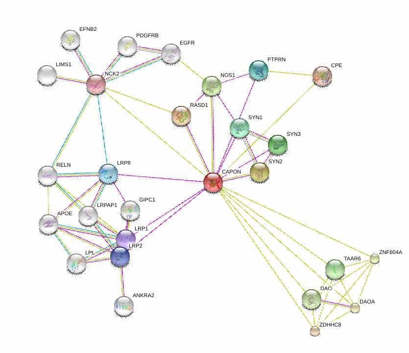 그림 67. 심질환과 연관성을 보인 NOS1AP (CAPON) 유전자를 기준으로 유사한 기능을 갖거나 상호연관성/상호작용을 보이는 유전자들 간의 네트워크 분석 결과