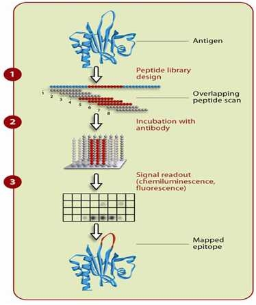 General principle of epitope detection using overlapping peptide scans