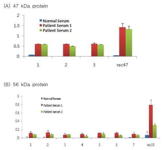 Immune response of 47 kDa and 56 kDa peptides in sera from 2 scrub typhus patients (Ig G titer 〉 1:2048 in IFA) and normal