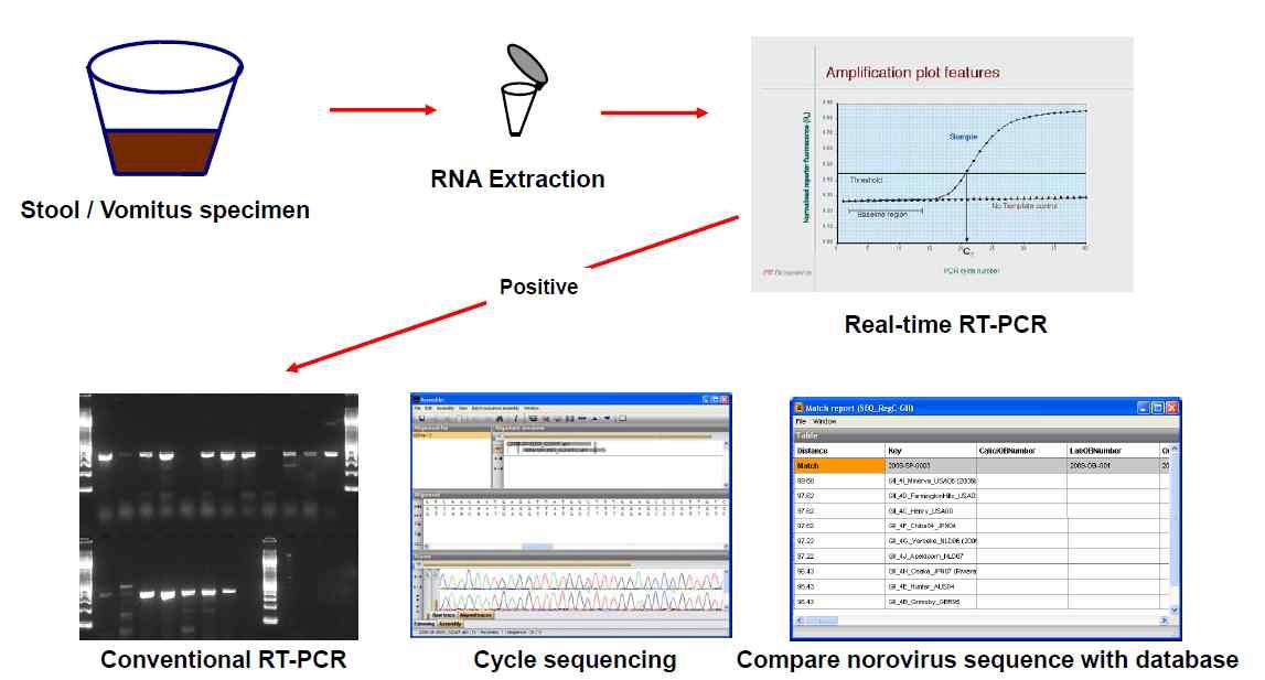그림 5. CDC 노로바이러스 PCR 검사과정 흐름도