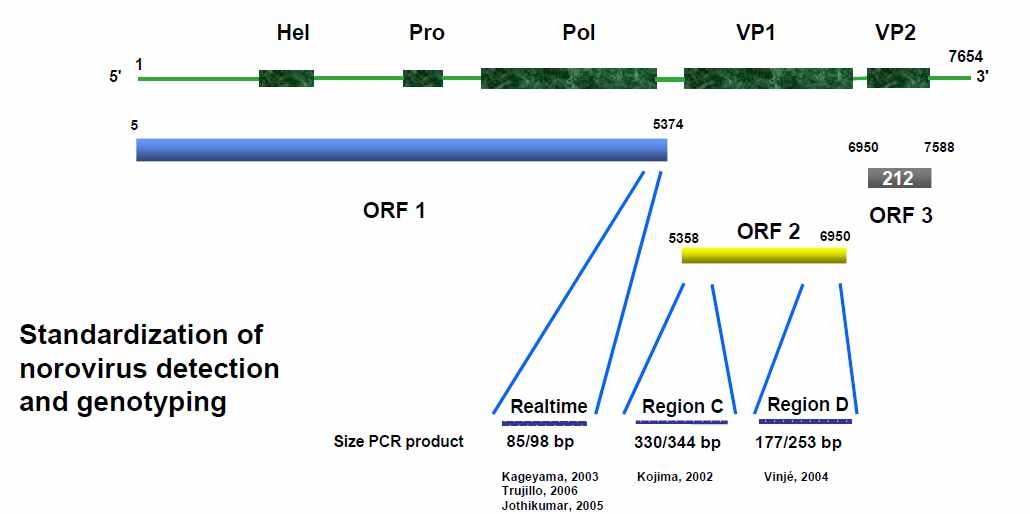 그림 6. CDC 노로바이러스 genotyping을 위한 Conventional RT-PCR 증폭 위치