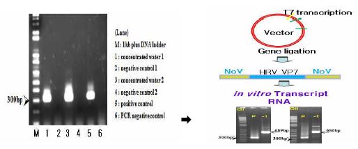 그림 7. 노로바이러스 Conventional RT-PCR 양성대조군 개선; 이전의 임상시료