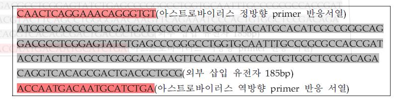그림17. 아스트로바이러스의 Conventional RT-PCR 양성대조군 gene 합성 sequence